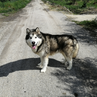 Alaskan malamute stallone