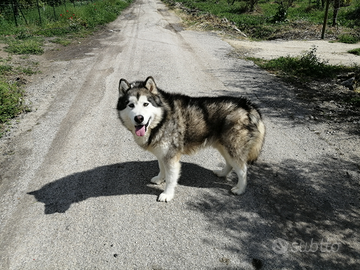 Alaskan malamute stallone