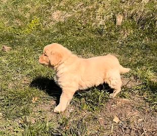 Cuccioli Golden retriever 100%AMERICANI