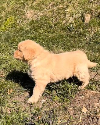 Cuccioli Golden retriever 100%AMERICANI