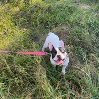 Bulldog francese