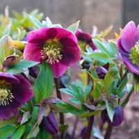 Piante di Elleboro-Rosa di Natale o Rosa d'inverno