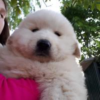 Cuccioli unici pastore maremmano abruzzese