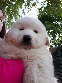 Cuccioli unici pastore maremmano abruzzese