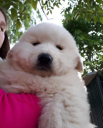 Cuccioli unici pastore maremmano abruzzese