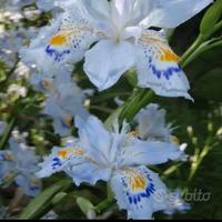 5 piante di Iris Japonica bianca
