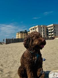 Lagotto Romagnolo disponibile per accoppiamento