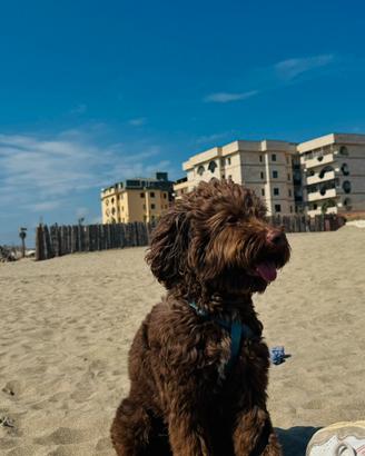 Lagotto Romagnolo disponibile per accoppiamento