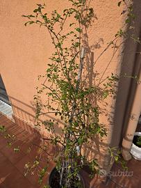 Pianta di goji 