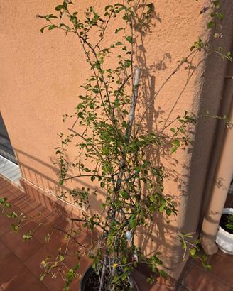 Pianta di goji 