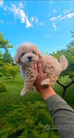 Maltipoo
