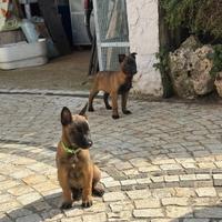 Pastore Belga Malinois pedigree ENCI