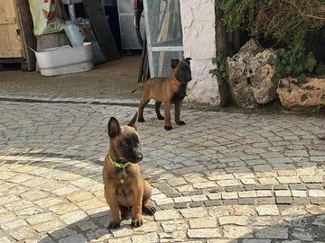 Pastore Belga Malinois pedigree ENCI