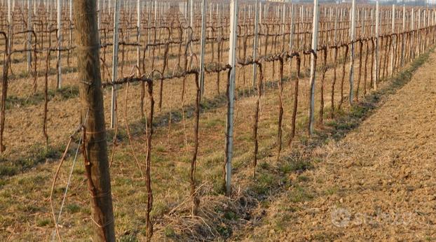 Terreno agricolo coltivato a Vigneto