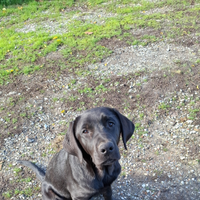 Cucciolata labrador