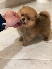 Pomerania fulvo maschio