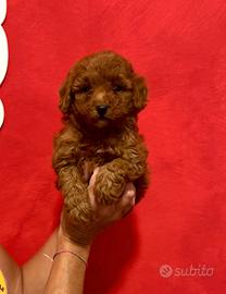 BARBONCINO toy red brown