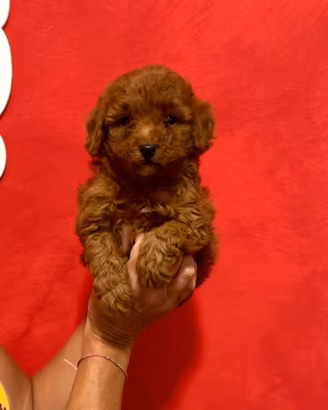 BARBONCINO toy red brown
