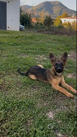 CUCCIOLO MASCHIO DI PASTORE BELGA MALINOIS 2 MESI