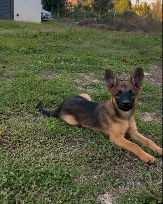 CUCCIOLO MASCHIO DI PASTORE BELGA MALINOIS 2 MESI