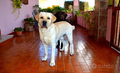 Labrador maschio per monta