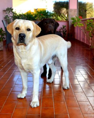 Labrador maschio per monta