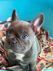 Bulldog francese grigio occhi azzurri