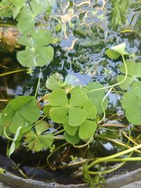 Marsilea-Quadrifoglio acquatico