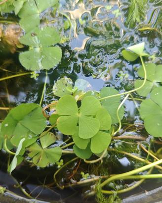 Marsilea-Quadrifoglio acquatico
