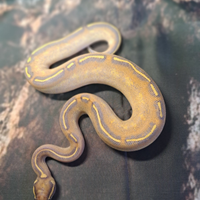 Pitone reale baby vary morph