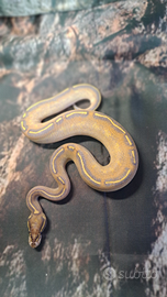 Pitone reale baby vary morph