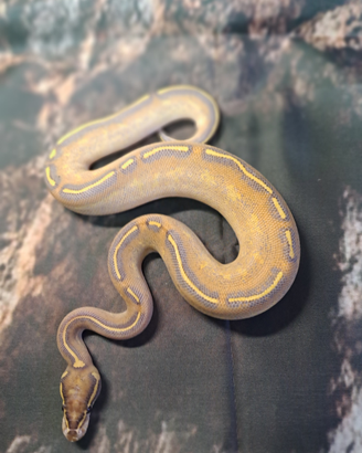 Pitone reale baby vary morph