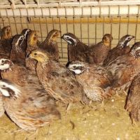 COLINI VIRGINIA e COTURNICI