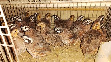 COLINI VIRGINIA e COTURNICI