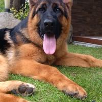 Cuccioli di pastore tedesco selezionati