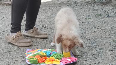 Australian shepherd