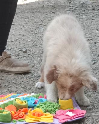 Australian shepherd