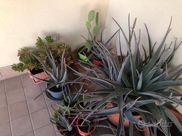 Piante Aloe vera + altre piante grasse