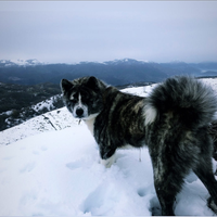 Akita Inu maschio disponibile per monta