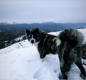 Akita Inu maschio disponibile per monta