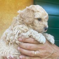 Maltipoo