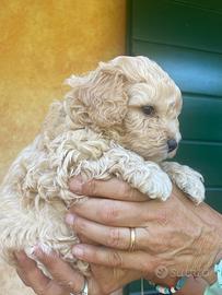 Maltipoo