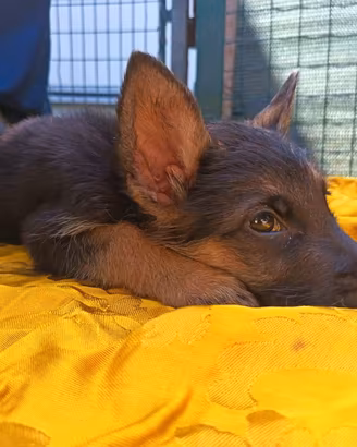 Pastore Tedesco cuccioli