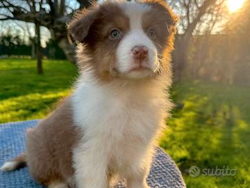 Cucciola pastore australiano