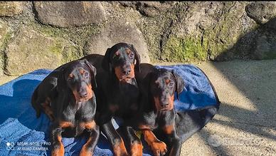 Cucciola dobermann con pedigree