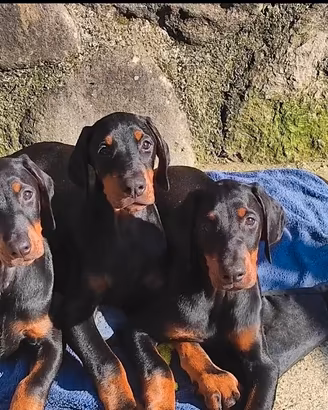 Cucciola dobermann con pedigree