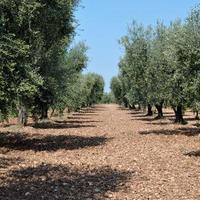 Olive Frutto alla Pianta.