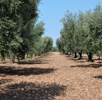 Olive Frutto alla Pianta.