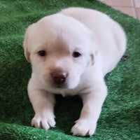 Cuccioli di labrador