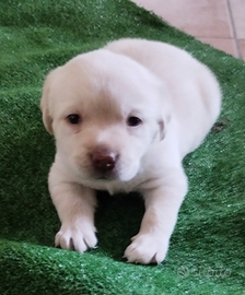 Cuccioli di labrador